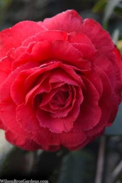 Rosea Superba Sport Camellia - 3 Gallon Pot 9 Rosea Superba Sport Camellia - 3 Gallon Pot -Orchard Essence camellia japonica rosea superba 1