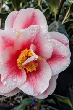 Sadaharu Oh Camellia - 3 Gallon Pot -Orchard Essence camellia japonica sadaharu oh 100