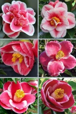 Sadaharu Oh Camellia - 3 Gallon Pot -Orchard Essence camellia japonica sadaharu oh 102