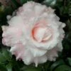 Jerry Donnan Camellia Japonica - 3 Gallon Pot -Orchard Essence camellia jerry donnan 8