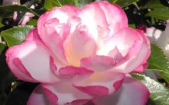 Leslie Ann Camellia Sasanqua - 6 Pack Of 1 Gallon Pots -Orchard Essence camellia leslie ann 13