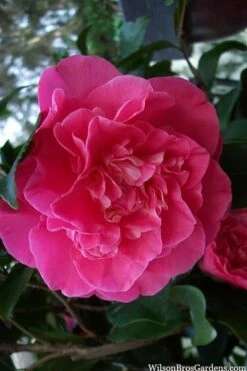 Marie Bracey Camellia Japonica - 3 Gallon Pot -Orchard Essence camellia marie bracey 100
