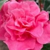 Marie Bracey Camellia Japonica - 3 Gallon Pot -Orchard Essence camellia marie bracey 101