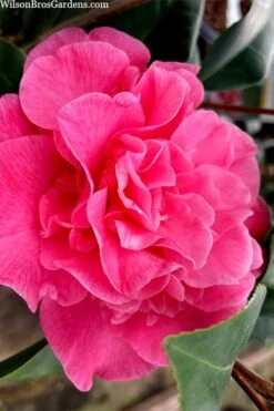 Marie Bracey Camellia Japonica - 3 Gallon Pot -Orchard Essence camellia marie bracey 102