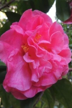 Marie Bracey Camellia Japonica - 3 Gallon Pot -Orchard Essence camellia marie bracey 5