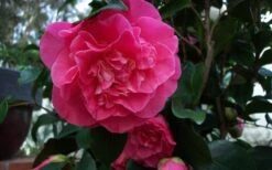 Marie Bracey Camellia Japonica - 3 Gallon Pot -Orchard Essence camellia marie bracey 6