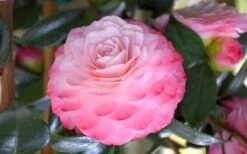 Nuccio's Pearl Camellia Japonica - 1 Gallon Pot -Orchard Essence camellia mnuccios pearl 3 1