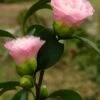 Nuccio's Pearl Camellia Japonica - 1 Gallon Pot -Orchard Essence camellia nuccios pearl 2 1