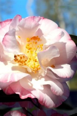 Omega Camellia Japonica - 3 Gallon Pot -Orchard Essence camellia omega 2
