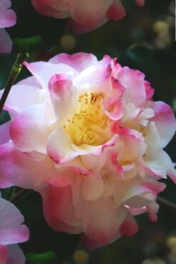 Omega Camellia Japonica - 3 Gallon Pot -Orchard Essence camellia omega 3