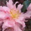 Pink Snow Camellia Sasanqua - 1 Gallon Pot -Orchard Essence camellia pink snow 1 1