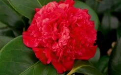 Professor Sargent Camellia Japonica - 6 Pack Of 1 Gallon Pots -Orchard Essence camellia professor sargent bloom
