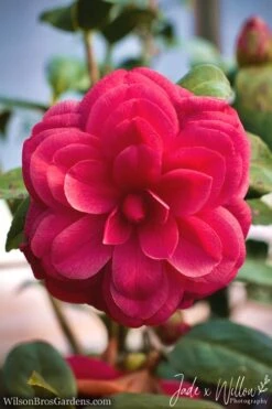 Purple Dawn Camellia Japonica - 1 Gallon Pot -Orchard Essence camellia purple dawn jw 1 1