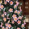 Maggie's Pink Camellia - 3 Gallon Pot -Orchard Essence camellia sasanqua maggies pink 7