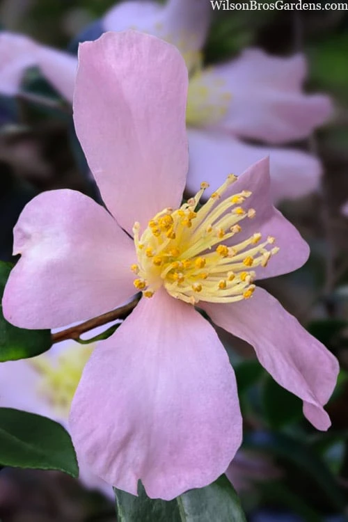 Maiden's Blush Camellia - 3 Gallon 3 Maiden's Blush Camellia - 3 Gallon