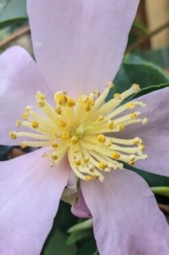 Maiden's Blush Camellia - 3 Gallon 10 Maiden's Blush Camellia - 3 Gallon -Orchard Essence camellia sasanqua maiden blush 4