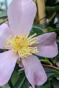 Maiden's Blush Camellia - 3 Gallon 11 Maiden's Blush Camellia - 3 Gallon -Orchard Essence camellia sasanqua maiden blush 5