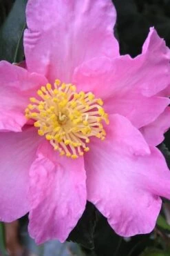 Marti Camellia - 3 Gallon Pot -Orchard Essence camellia sasanqua marti 3