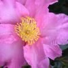 Marti Camellia - 3 Gallon Pot -Orchard Essence camellia sasanqua marti 4