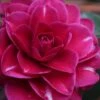 Purple Haze Camellia - 1 Gallon Pot 1 Purple Haze Camellia - 1 Gallon Pot -Orchard Essence camellia sasanqua purple haze 1