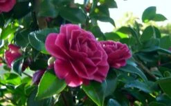 Purple Haze Camellia - 1 Gallon Pot -Orchard Essence camellia sasanqua purple haze 2