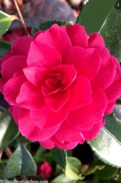 Purple Haze Camellia - 1 Gallon Pot -Orchard Essence camellia sasanqua purple haze 4