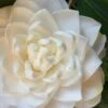 Sea Foam White Camellia Japonica - 3 Gallon Pot -Orchard Essence camellia sea foam 1