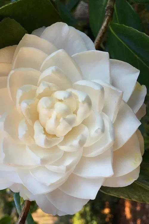 Sea Foam White Camellia Japonica - 3 Gallon Pot 3 Sea Foam White Camellia Japonica - 3 Gallon Pot