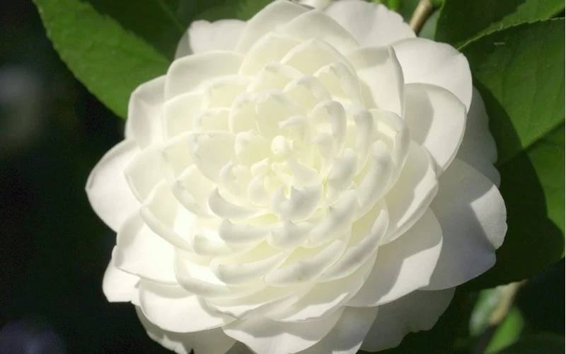 Sea Foam White Camellia Japonica - 3 Gallon Pot 6 Sea Foam White Camellia Japonica - 3 Gallon Pot - Image 4