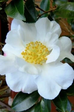 Setsugekka Fragrant Camellia Sasanqua - 7 Gallon Pot -Orchard Essence camellia setsugekka 3
