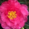 Shishi Gashira Dwarf Camellia Sasanqua - 2.5 Quart Pot -Orchard Essence camellia shishi gashira 25