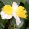 Small Leaf Tea Plant (Camellia Sinensis) - 3 Gallon Pot -Orchard Essence camellia sinensis small leaf tea plant 20