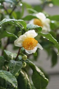 Small Leaf Tea Plant (Camellia Sinensis) - 3 Gallon Pot -Orchard Essence camellia sinensis small leaf tea plant 21