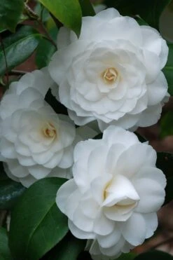 White By The Gate Camellia Japonica - 1 Gallon Pot -Orchard Essence camellia white by the gate 1