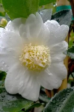 Winter's Snowman Camellia Hybrid - 7 Gallon Pot (3-4') -Orchard Essence camellia winters snowman 105