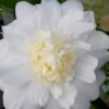 Winter's Snowman Camellia Hybrid - 7 Gallon Pot (3-4') 2 Winter's Snowman Camellia Hybrid - 7 Gallon Pot (3-4') -Orchard Essence camellia winters snowman 106