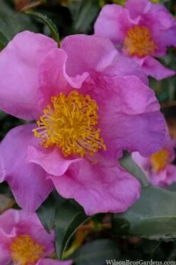 Winter's Star Cold Hardy Camellia - 3 Gallon Pot (SALE) -Orchard Essence camellia winters star 100
