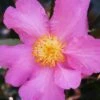 Winter's Star Cold Hardy Camellia - 3 Gallon Pot -Orchard Essence camellia winters star 20 1