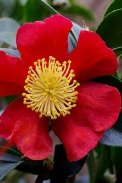 Yuletide Camellia Sasanqua - 2.5 Quart Pot -Orchard Essence camellia yuletide best 3