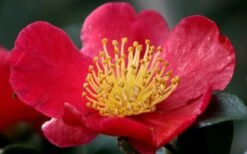 Yuletide Camellia Sasanqua - 3 Gallon Pot -Orchard Essence camellia yuletide flower closeup 2