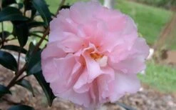 Cotton Candy Camellia Sasanqua - 3 Gallon Pot 11 Cotton Candy Camellia Sasanqua - 3 Gallon Pot -Orchard Essence camelliacottoncandy