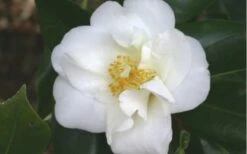 White Empress Camellia Japonica - 3 Gallon Pot 7 White Empress Camellia Japonica - 3 Gallon Pot -Orchard Essence camelliawhiteempress