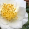 White Empress Camellia Japonica - 3 Gallon Pot -Orchard Essence camillia white empress 5