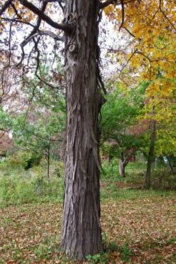 Shagbark Hickory Tree (Carya Ovata) - 3 Gallon Pot -Orchard Essence carya ovata shagbark hickory tree 1