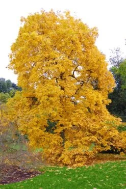 Shagbark Hickory Tree (Carya Ovata) - 3 Gallon Pot -Orchard Essence carya ovata shagbark hickory tree 3