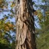 Shagbark Hickory Tree (Carya Ovata) - 3 Gallon Pot 1 Shagbark Hickory Tree (Carya Ovata) - 3 Gallon Pot -Orchard Essence carya ovata shagbark hickory tree bark 1