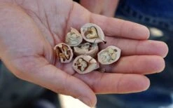 Shagbark Hickory Tree (Carya Ovata) - 3 Gallon Pot -Orchard Essence carya ovata shagbark hickory tree nuts 4