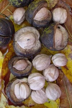 Shagbark Hickory Tree (Carya Ovata) - 3 Gallon Pot -Orchard Essence carya ovata shagbark hickory tree nuts 5