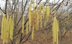 American Hazelnut (Filbert) - 3 Gallon Pot -Orchard Essence corylus american american hazelnut fall leaves 10 1