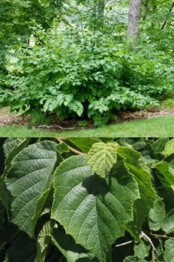 American Hazelnut (Filbert) - 3 Gallon Pot -Orchard Essence corylus american american hazelnut fall leaves 13 1
